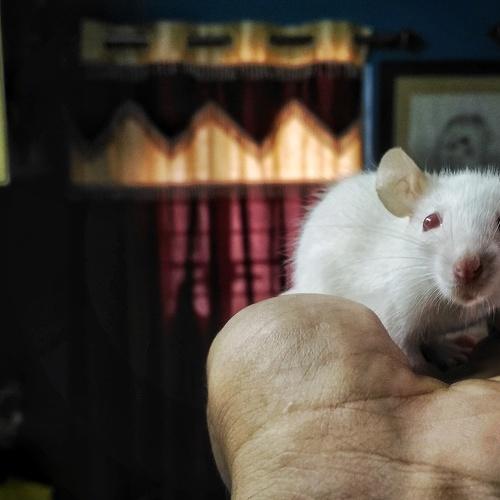 White Rat