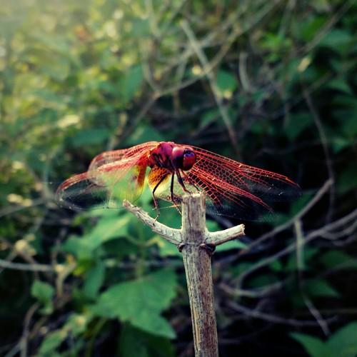 Photo #2355081