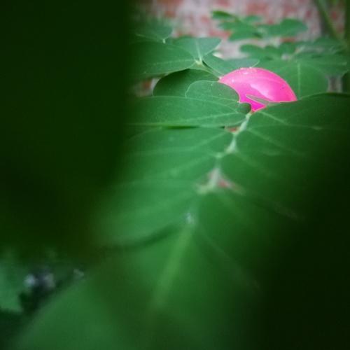 The ball in green leaves
