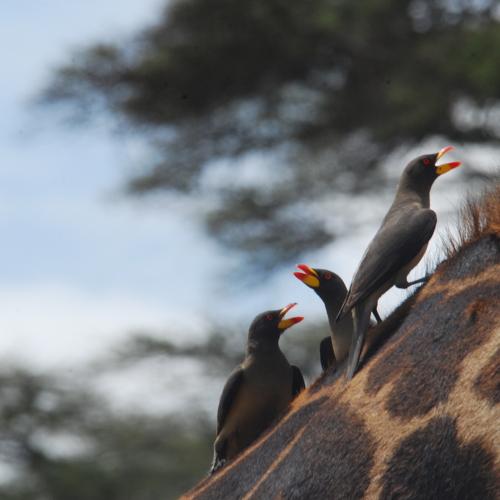 Yellow billed oxpecker