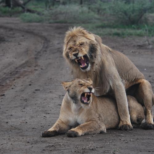 Lion and lioness