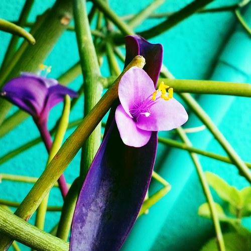 Cool violets