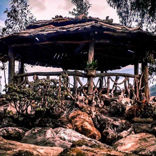 Driftwood canopy