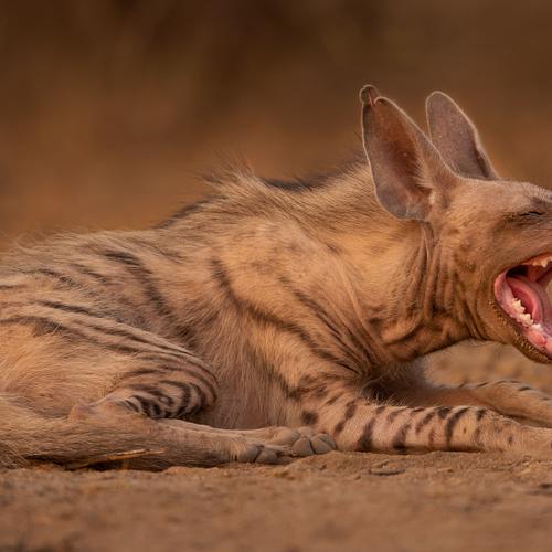 Lazy Evening - Striped Hyena