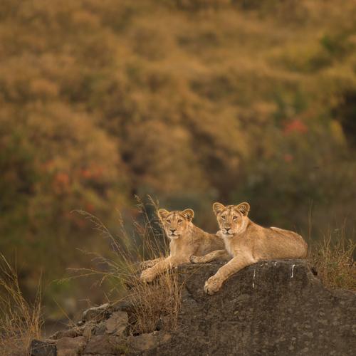 Nature & Asiatic lion Cub