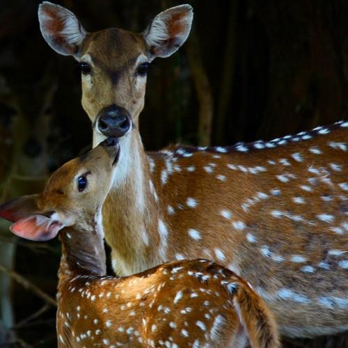 Spotted deer