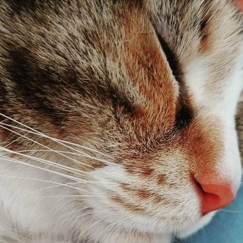 Sweet Dreams