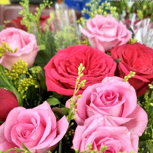 Roses