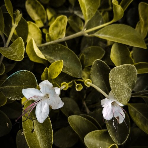 White flower