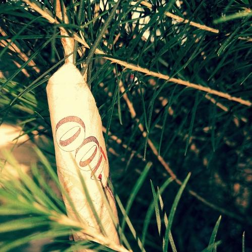 Kenyan Money Tree