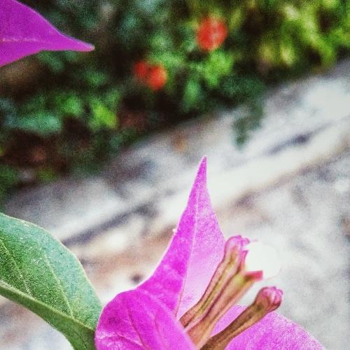 flower