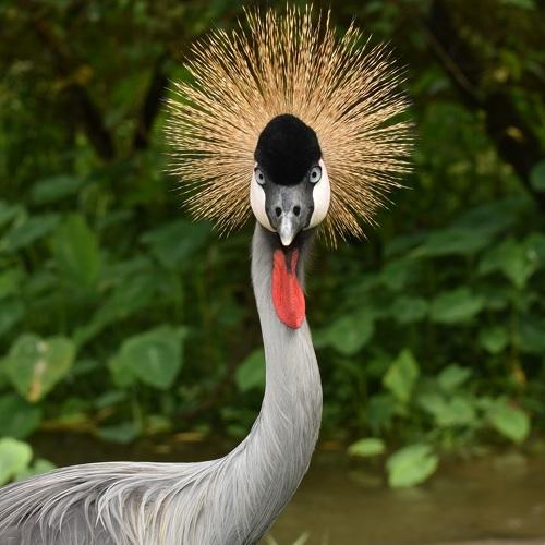Pride Of Jungle