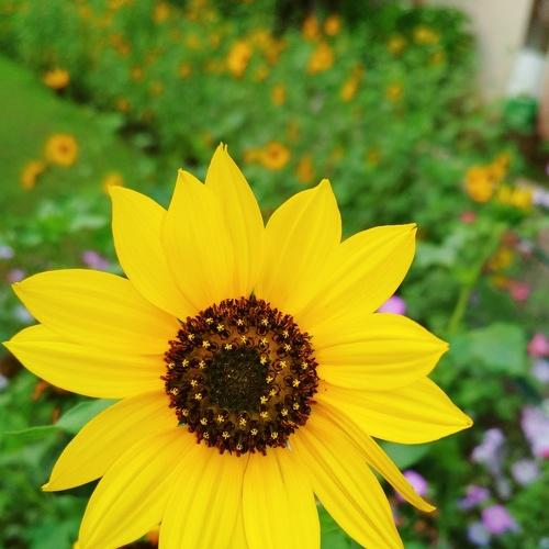 Sunflower