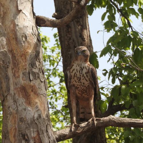Changeable Hawk Eagle