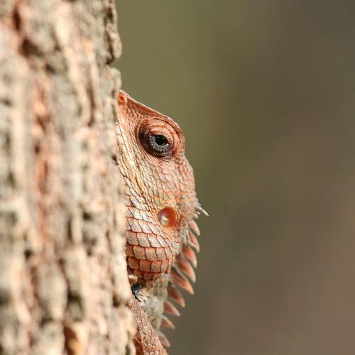 Hide and seek