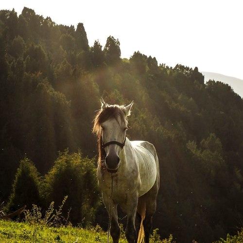 У этой лошадки есть квест для тебя ✨✨✨✨