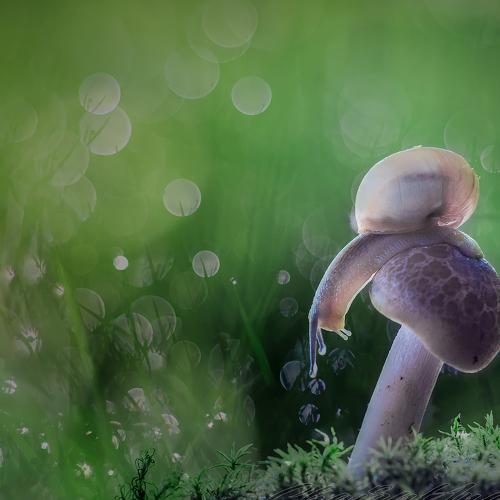 Snail on mushroom