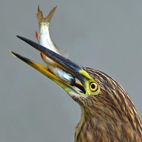 Closeup Heron with Catch 331 DSC_0705