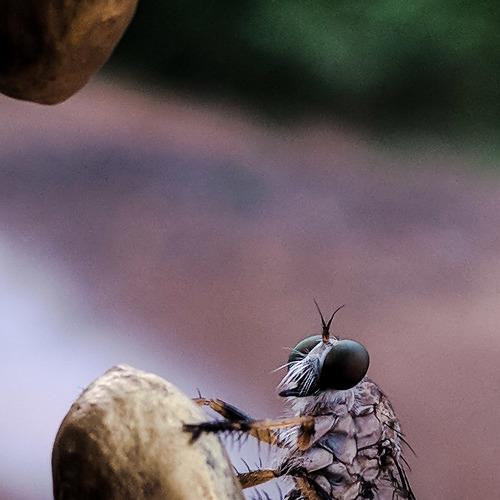 DRAGON FLY