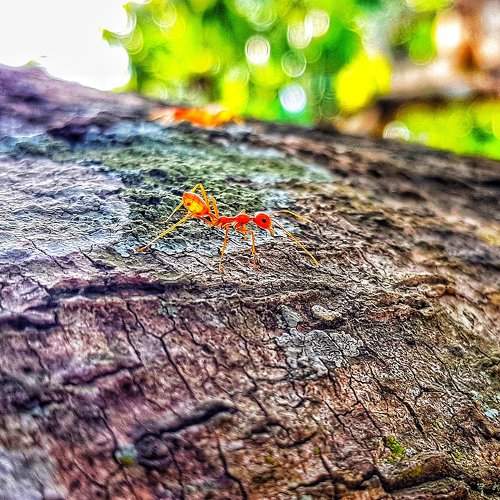 Ant