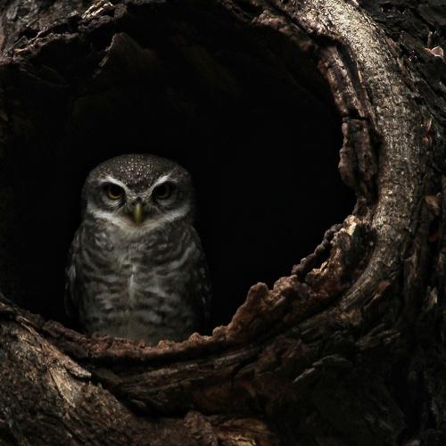 A Watchful Protector