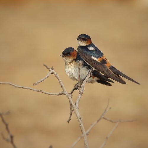 Red rummped swallow