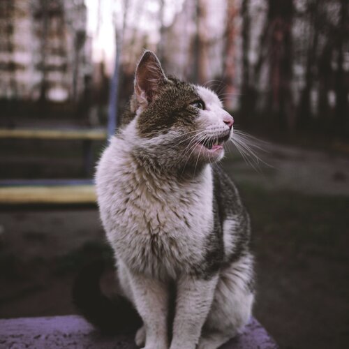 Бродячая кошка