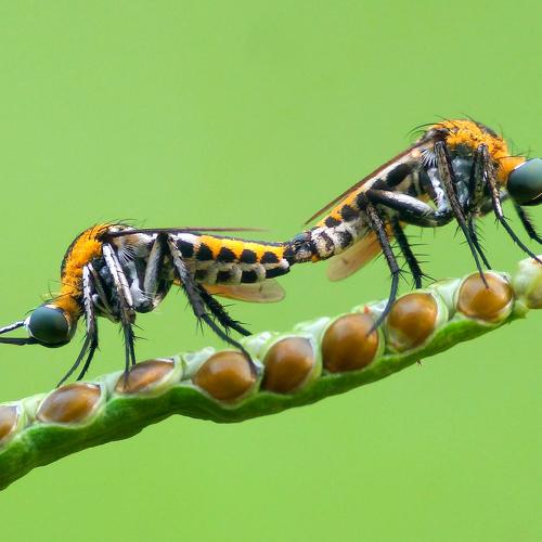 mating toxophora