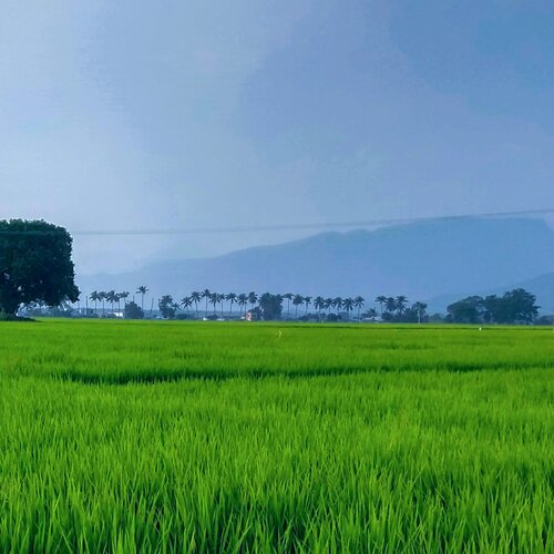 The greeny field