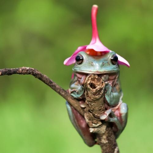 Frog in action