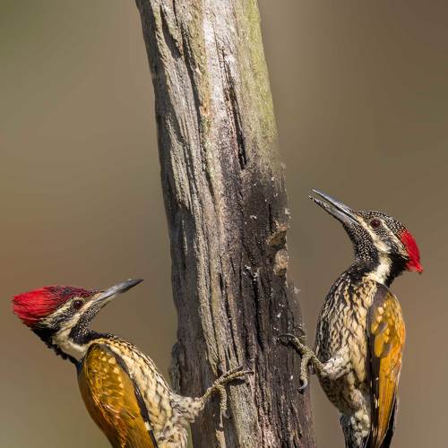 Two to Tango