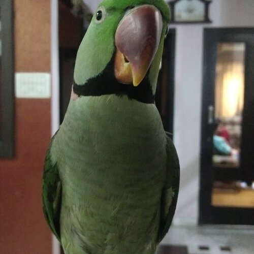 Mitthu_the_parrot
