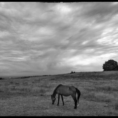 freedom to graze