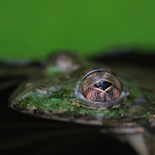 Calm Eyes