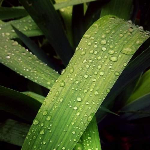 Water Drops