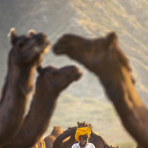 My Camel, My Shield