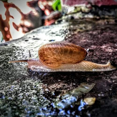 Snail