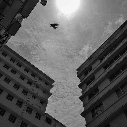 Flight to sun.