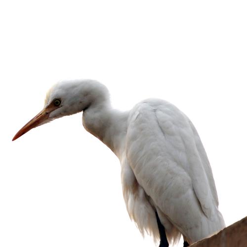 Cattle Egret Has Curious Look