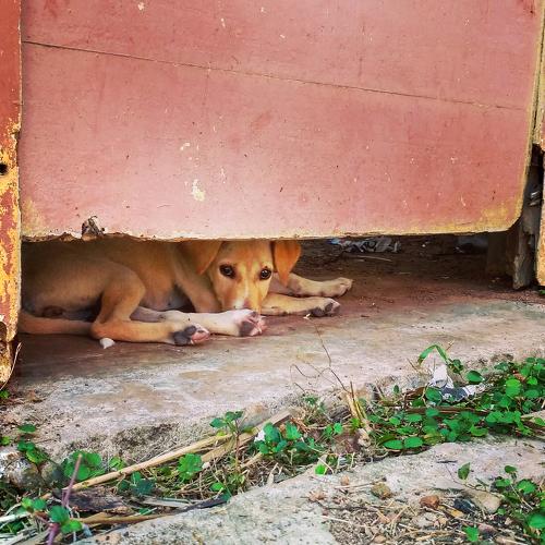 street dog finally find safe shutter and looking for hope