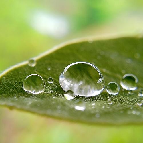 Dew drop