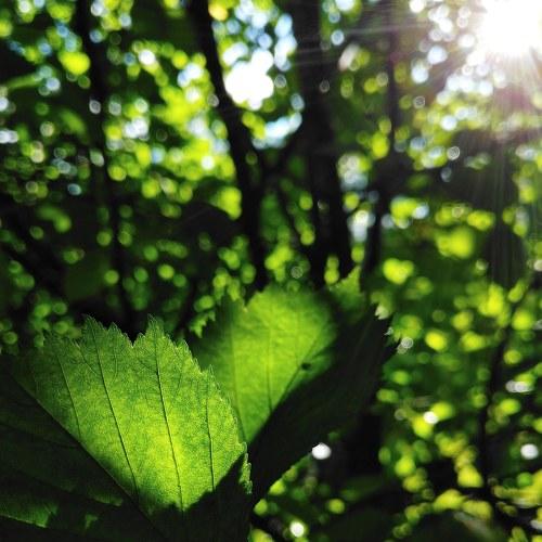 Game of green and light