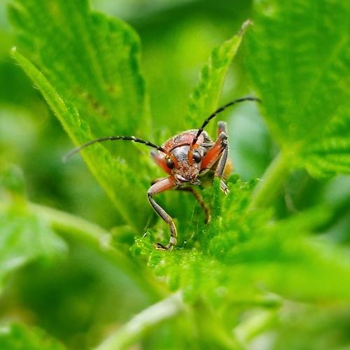 Firebug