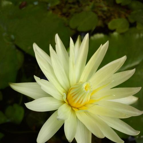 Water lily
