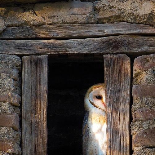 Barn owl with Old Window