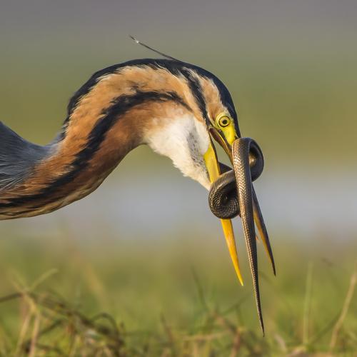 Purple Heron Catch the snake