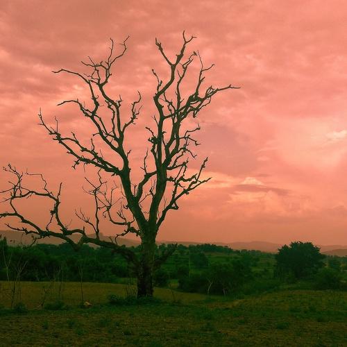Dead tree