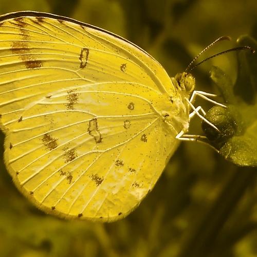 Common grass yellow butterfly