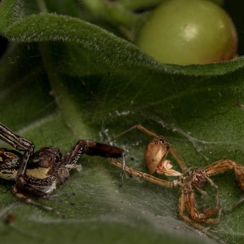 Exoskeleton of Brettus Spider