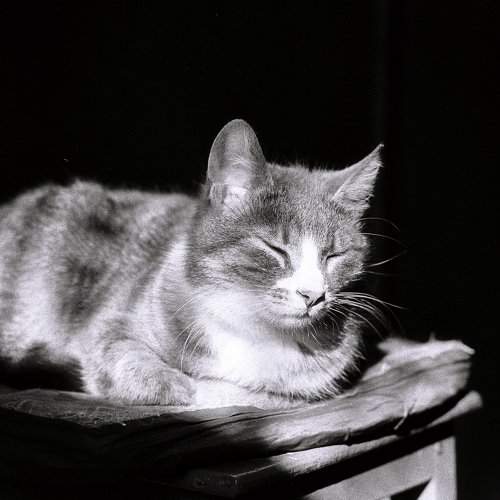 Dzen cat